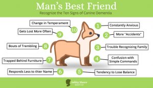 Guide To Recognizing Dementia In Your Dog Ashley Manor Memory Care